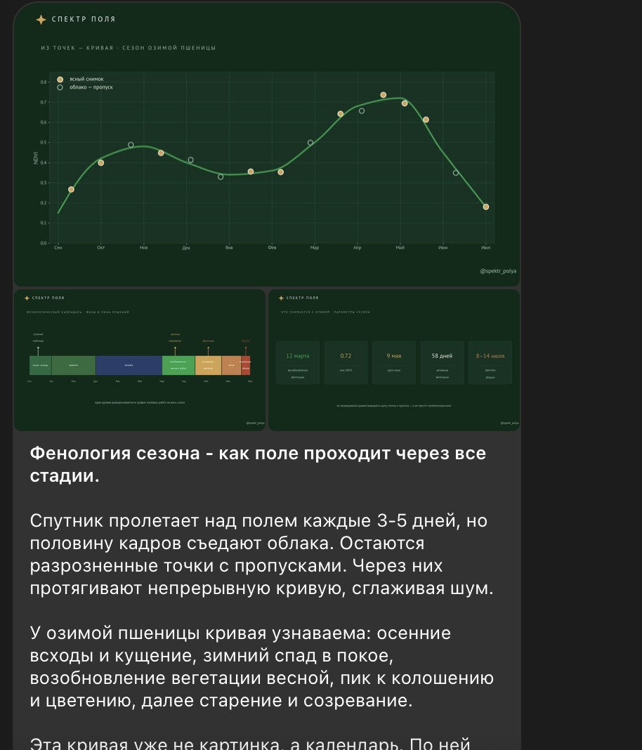 Фенология сезона: как поле проходит через все стадии